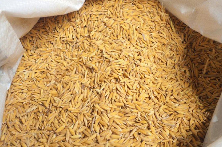 ५० प्रतिशत अनुदानमा किसानलाई धानको बिउ उपलब्ध