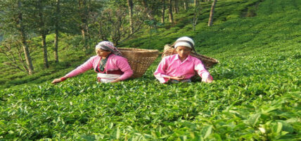 नेपाली चिया निर्यातमा भारतीय अवरोध