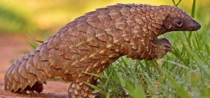 दुर्लभ वन्यजन्तु सालकको खपेटासहित एक जना पक्राउ